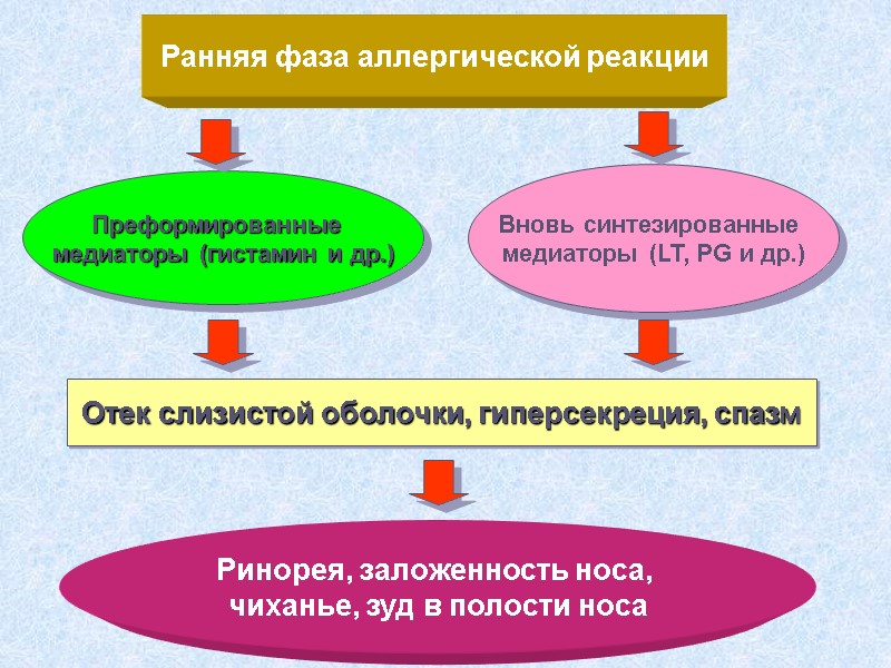 Ранняя фаза аллергической реакции Преформированные  медиаторы (гистамин и др.) Вновь синтезированные  медиаторы